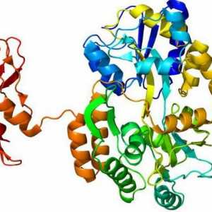 Proteina-enzimă: rolul, proprietățile, funcția proteinelor-enzimelor din organism