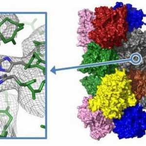 Proteină: structură și funcție. Proprietățile proteinelor