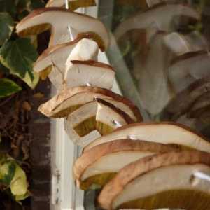 Ciuperci albe: cum să le uscați în multe feluri