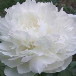 Bujori albe - flori de lux în patul dvs. de flori
