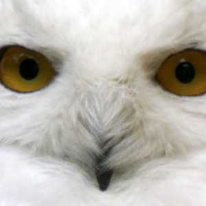 White Owls - pradă rară și frumoasă