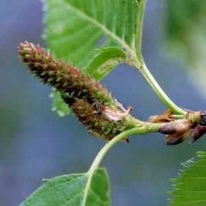 Birch muguri: proprietăți utile și contraindicații pentru utilizare