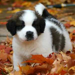 Beethoven: rasa de câine St. Bernard, una dintre cele mai populare din lume