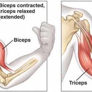 Biceps și triceps. Cum să pompezi bicepsii și tricepsii acasă?
