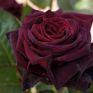 Black Baccarat - un trandafir cu o nuanta unica