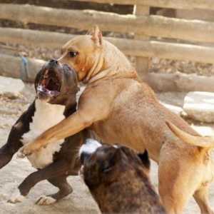 Câini de luptă pentru câini: prezentare generală și descriere