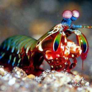 Rugăciunea mantisului: fotografie, puterea pumnului