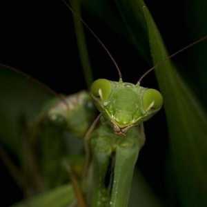 Mantis este periculos pentru oameni? Ce anume ar putea ascunde o amenințare?