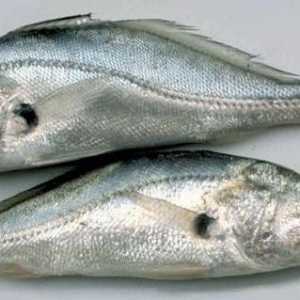 Linie laterală în pește și rolul său în comportamentul și viața peștilor