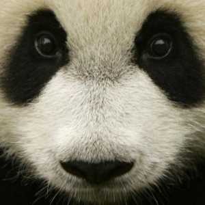 Panda mare din Cartea Roșie: fotografie, descriere