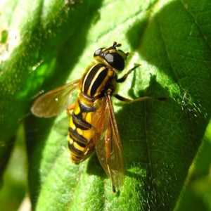Lupta împotriva viespilor din țară prin metode diferite