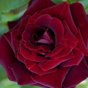 Bordeaux trandafiri - flori regale
