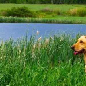 Боррелиоз у собак: причины, симптомы и особенности лечения