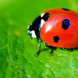 Ladybug de plasticină: moduri de modelare