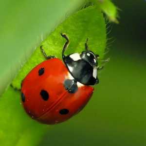Ladybird șapte puncte: o descriere a felului și utilității pe care o aduce