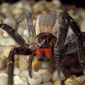 Brazilian rătăcitor păianjen - un reprezentant al Cartii Recordurilor Guinness