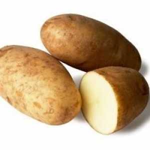 `Breeze` - cartofi de înaltă productivitate cu calități excelente de gust