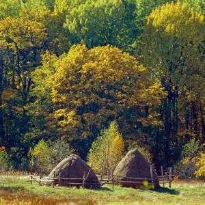 Pădurea Bryansk este o rezervație a biosferei sub auspiciile UNESCO