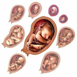 Mamele viitoare: dezvoltarea embrionului în câteva săptămâni