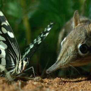 Scorpia este un mic: habitat și fapte interesante