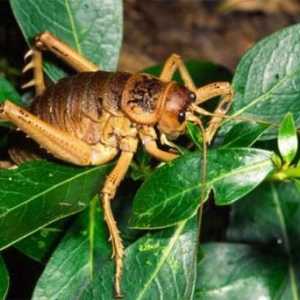 Împărăția insectelor: cea mai mare lăcustă din lume
