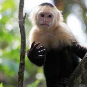 Lanț de maimuță: descriere, specie, habitat