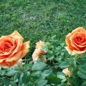 Hybrid Ashram de trandafir hibrid