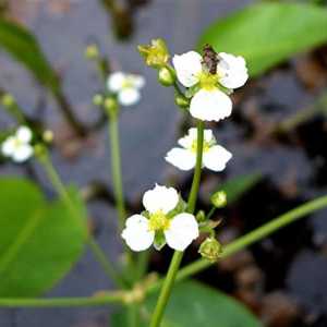 Chasusha plantain: o descriere, aplicație în medicina populară