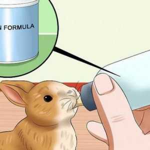 Чем и как выкормить крольчат без крольчихи