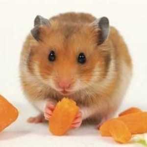 Cum să hrăniți hamsteri acasă? Cum să crești un ficat lung?