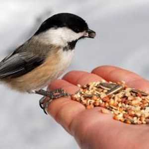 Ce să hrănești păsările în timpul iernii. Ce să hrănești păsările stradale în timpul iernii