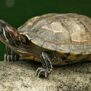 Ceea ce se hrănește cel mai adesea cu broaștele țestoase roșii