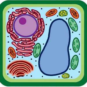 Ceea ce distinge o celulă bacteriană de o celulă de plantă: trăsăturile structurii și activitatea…
