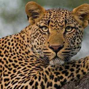 Care este diferența dintre un ghepard de la un leopard: o descriere și diferențe de prădători
