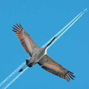 Care este diferența dintre o pasăre și un avion? Răspunsuri corecte la întrebările testelor…