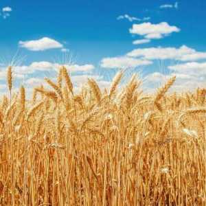 Care este diferența dintre secară și grâu în aspect?