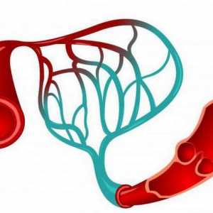 Ceea ce distinge arterele de venele: trăsăturile structurii și funcționării
