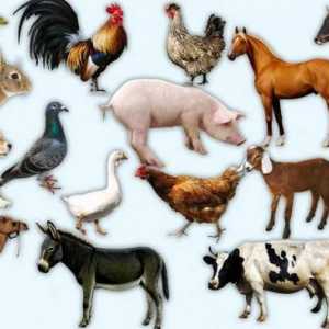 Care este diferența dintre animalele domestice și animalele sălbatice?