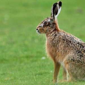 Ce se hrănește iepurele în pădure? Ce mănâncă iepurii în timpul iernii?