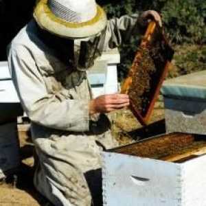 Decât miere utile: varietăți de produs de apicultură și proprietățile lor