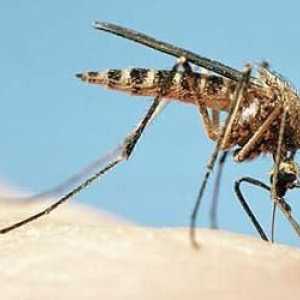Cum să eliminați mâncărimea de la mușcăturile de țânțari la adulți și copii? Sfat bun