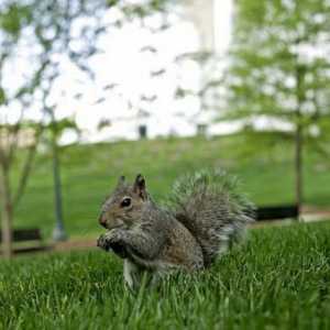 Ce este proteina hrănită în parc și ce înseamnă veverițele?