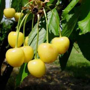 Cherry Drogana galben: descriere, caracteristici, plantare și îngrijire, recenzii