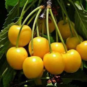 Cireș de prune galben: o descriere a celor mai bune soiuri, recenzii
