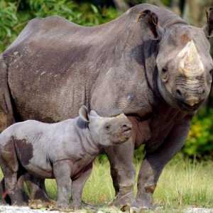 Rinocerul negru a fost declarat dispărut? Rinocerul negru: fotografie, descriere