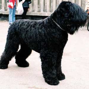 Terrierul rusesc negru: caracteristici, fotografii și recenzii ale crescătorilor de câini