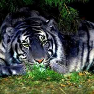 Negru tigru - un semn al elementului de apă