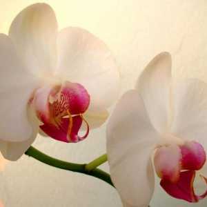 Ce trebuie să faceți atunci când orhideele din ghivece au dispărut?