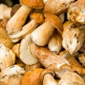 Ce să faci cu ciupercile albe colectate în pădure sau cumpărate în magazin: sfaturi și rețete