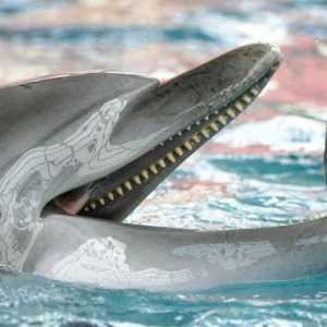 Ce mănâncă delfinii, care este tratamentul lor preferat?